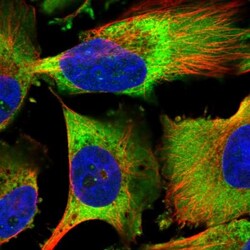 EEF1B2 Antibody, Novus Biologicals 0.1mL; Unlabeled:Antibodies, Polyclonal
